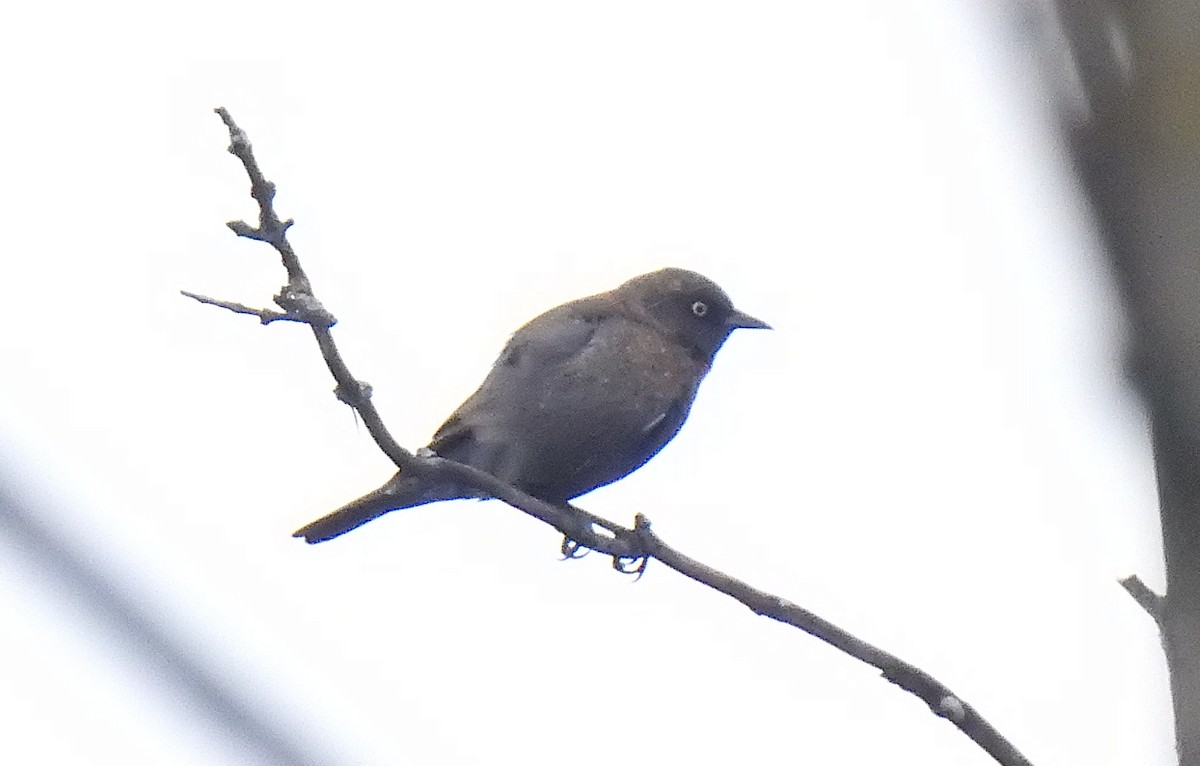 Rusty Blackbird - ML617586613