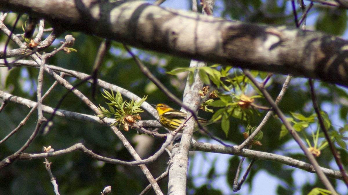 Cape May Warbler - ML617586617
