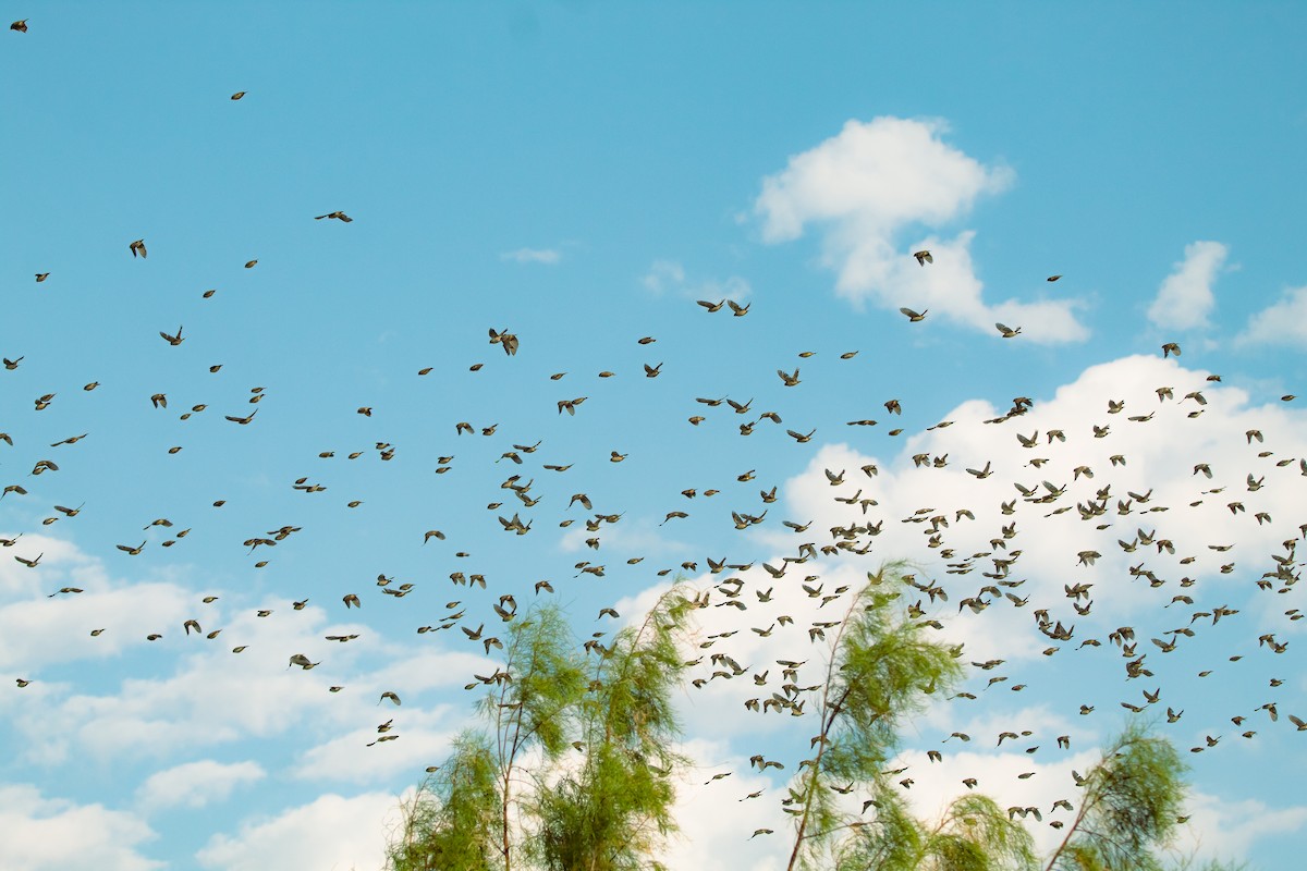 Sulphur-throated Finch - ML617586618