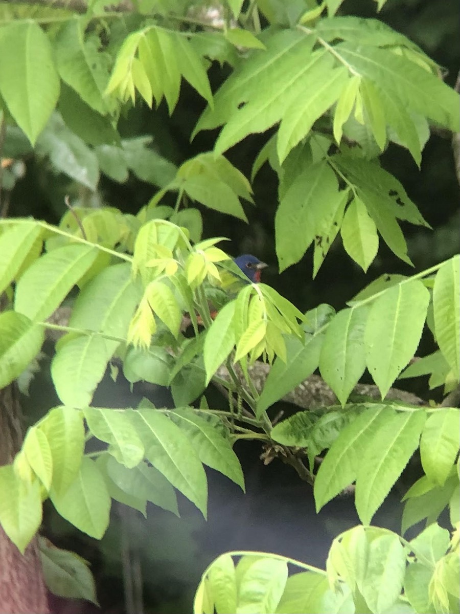 Painted Bunting - ML617586637