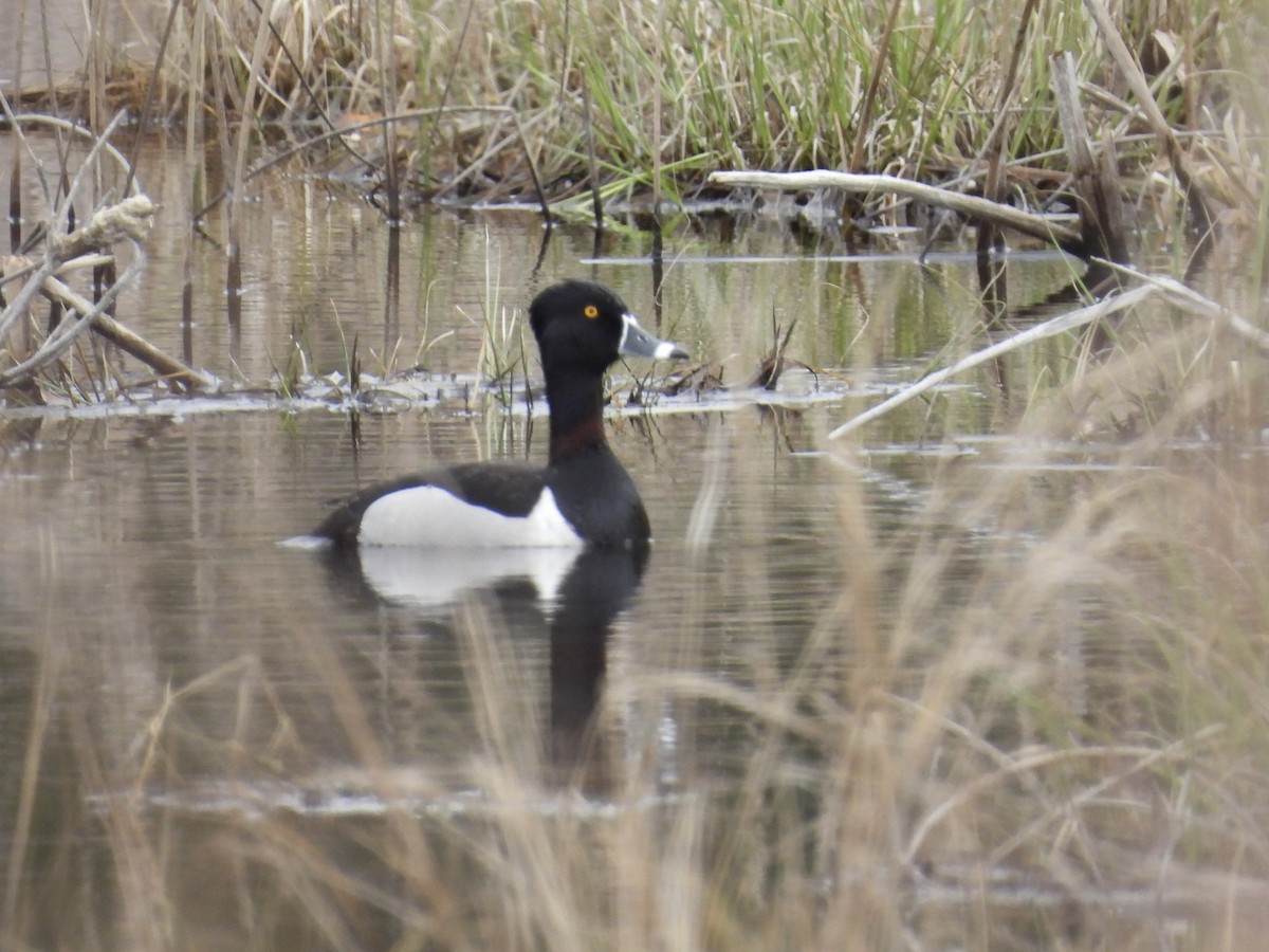 Ring-necked Duck - ML617586690