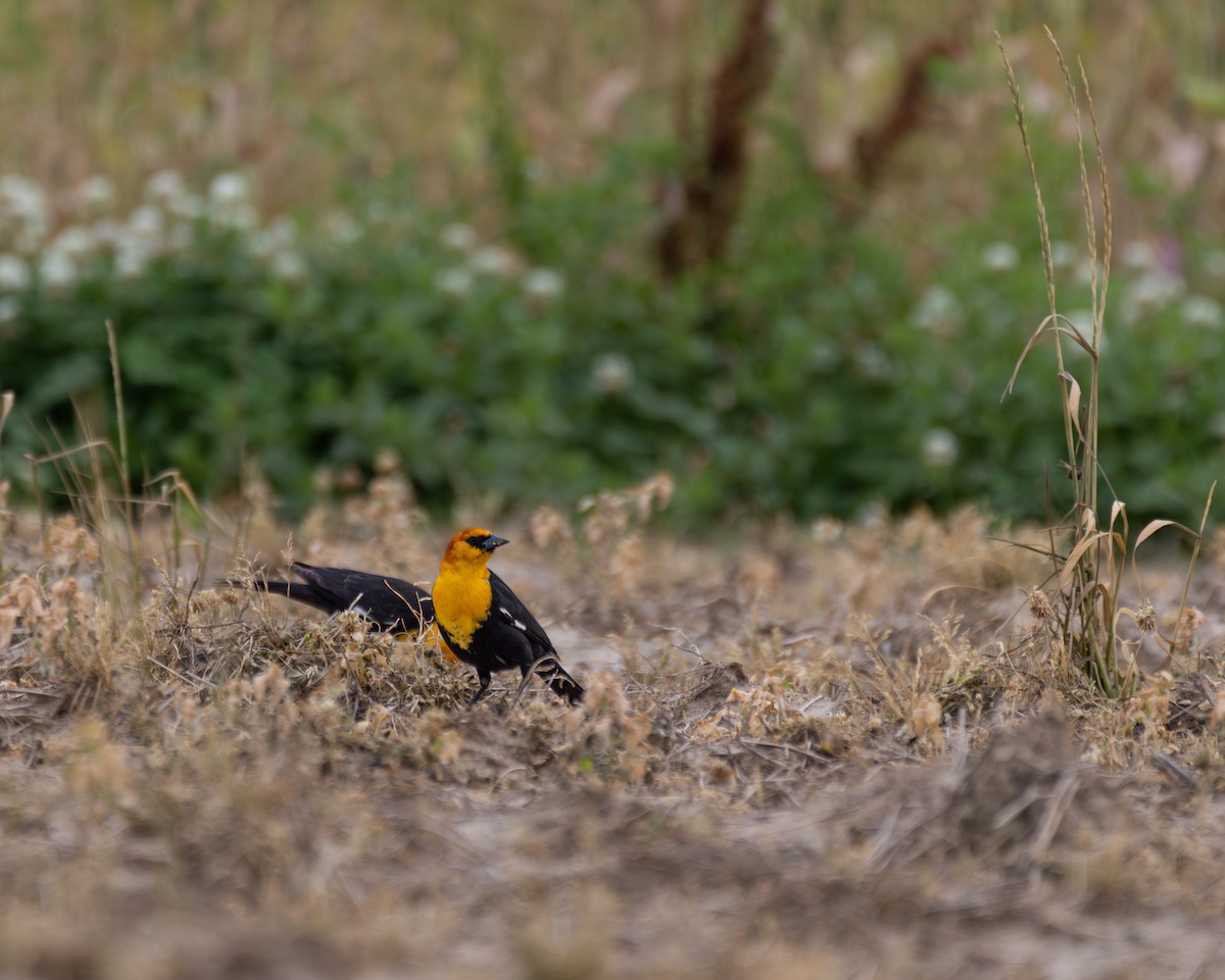 Yellow-headed Blackbird - ML617586712