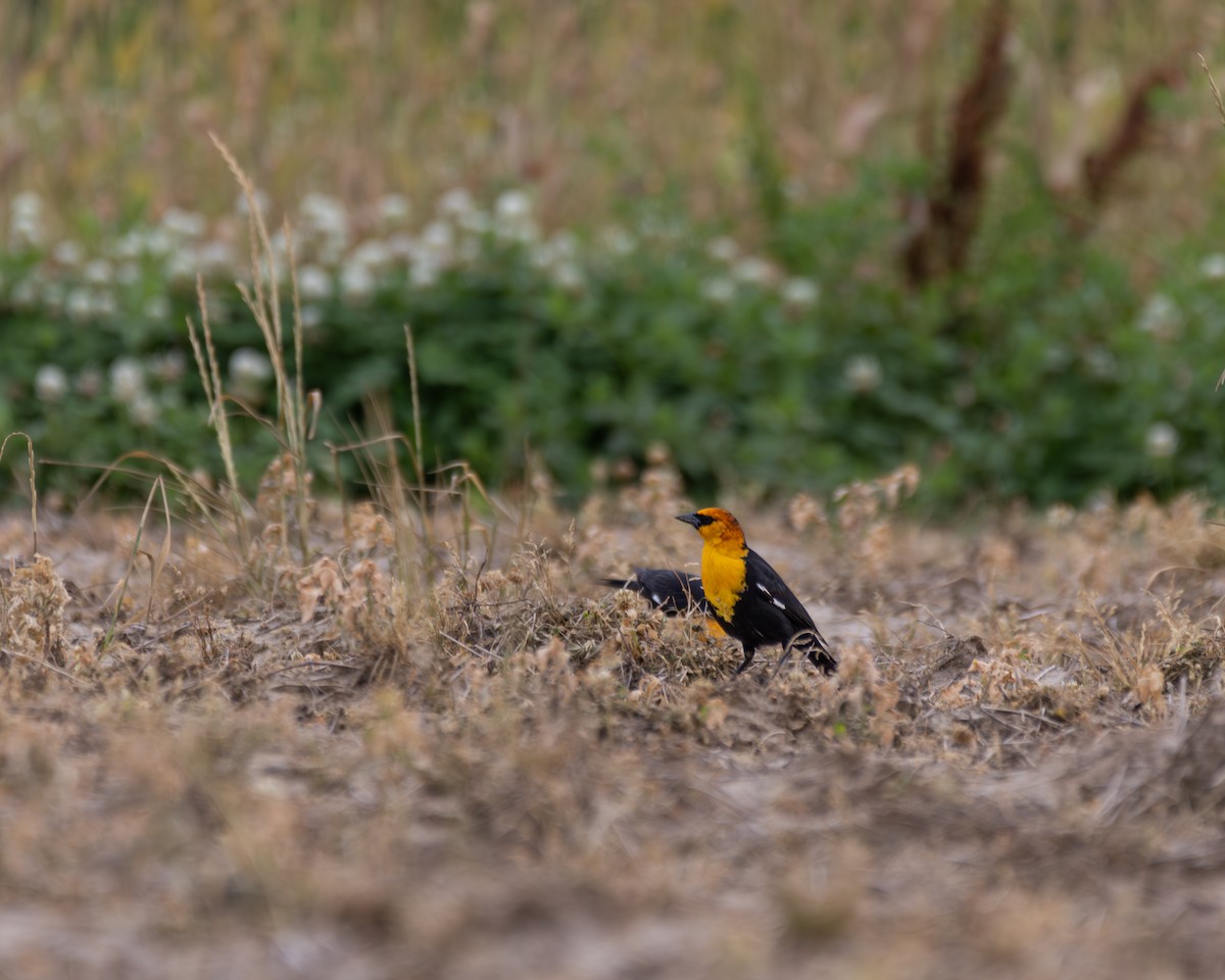 Yellow-headed Blackbird - ML617586713