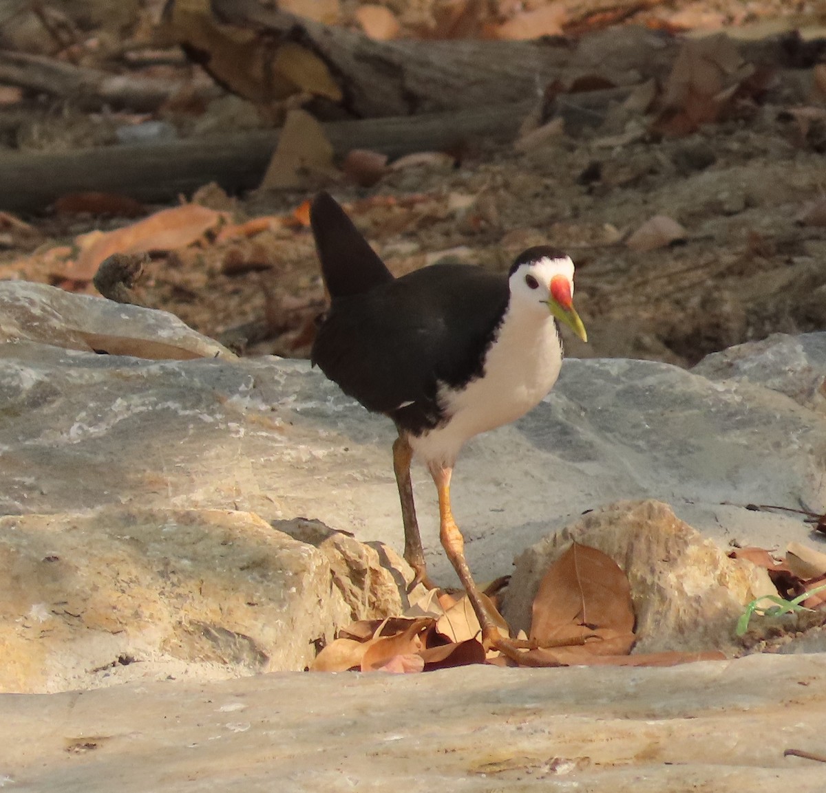 White-breasted Waterhen - ML617586769