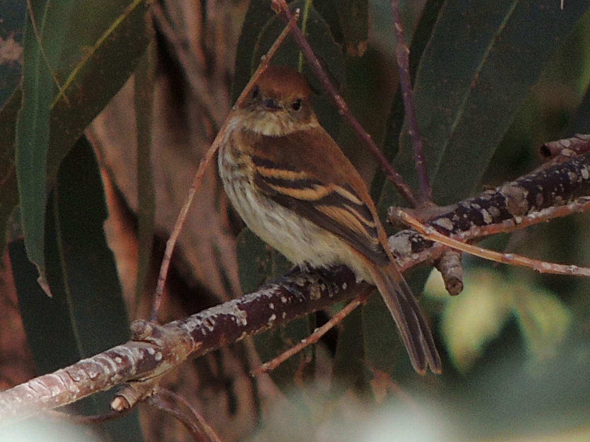 Bran-colored Flycatcher - ML617586789