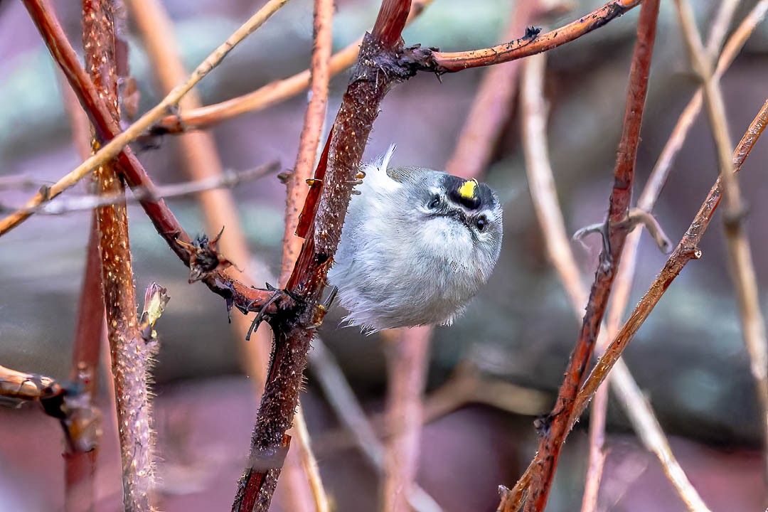 Golden-crowned Kinglet - ML617586821