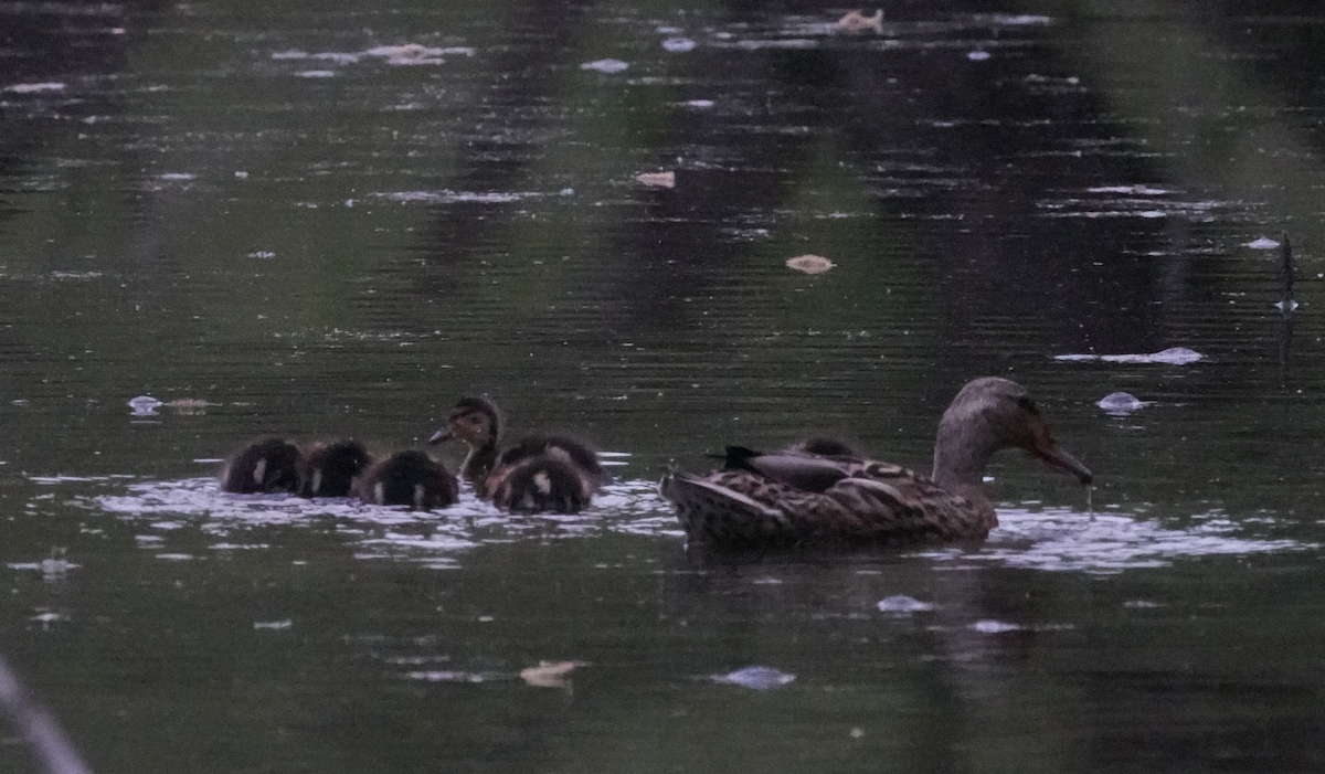 Canard colvert - ML617586823