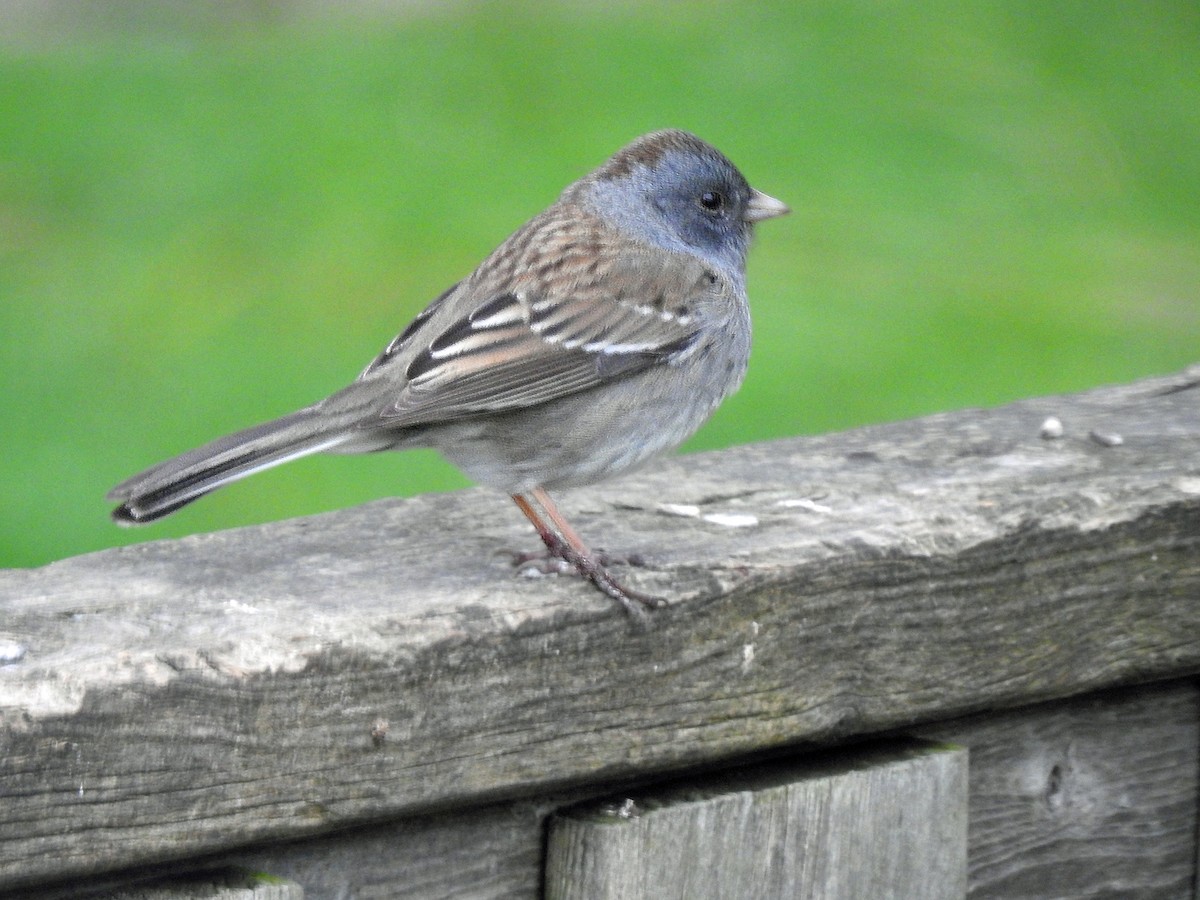 Dark-eyed Junco x White-throated Sparrow (hybrid) - ML617586833