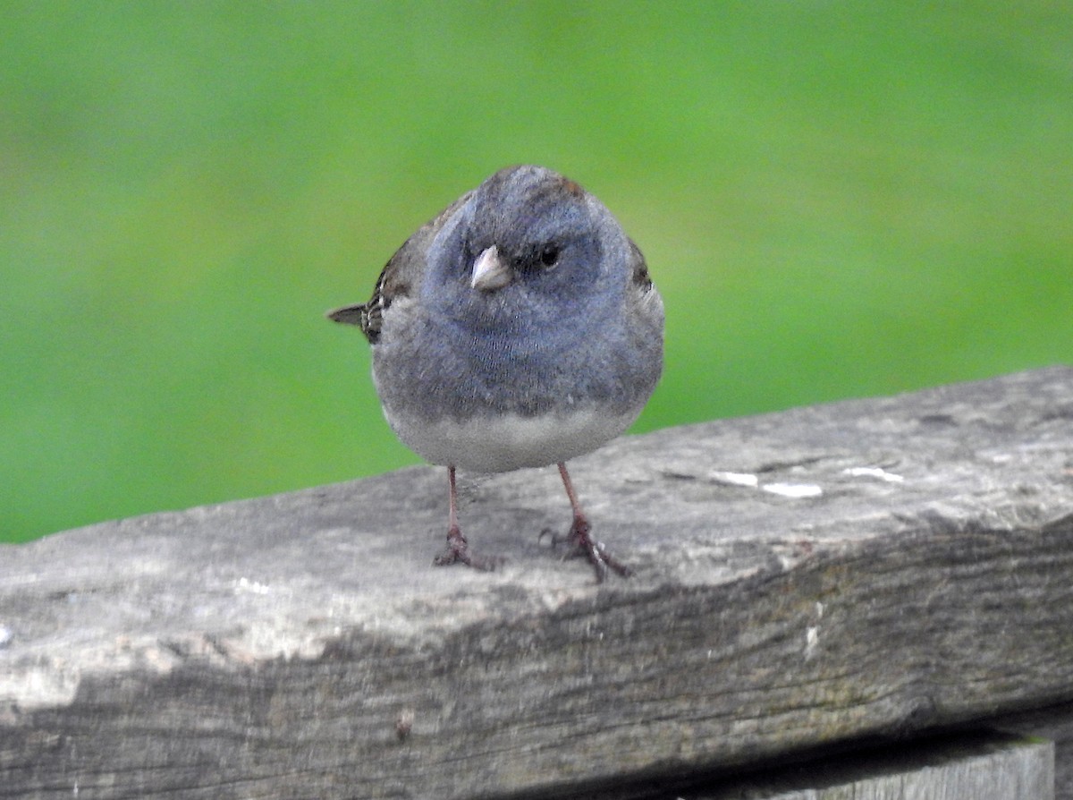 Dark-eyed Junco x White-throated Sparrow (hybrid) - ML617586838