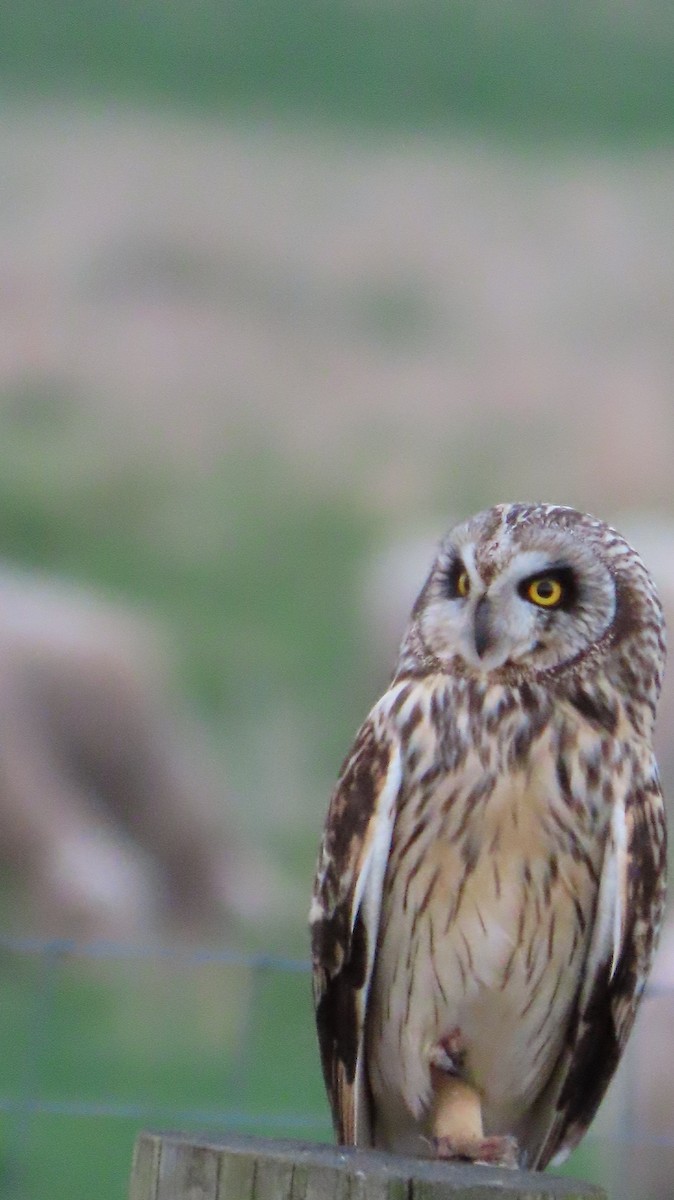 Short-eared Owl - ML617586855