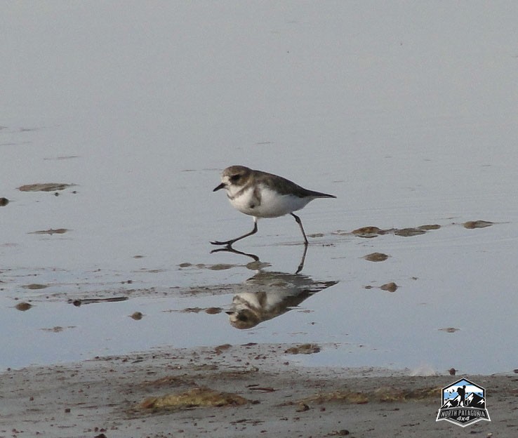 Two-banded Plover - Estela  Garrido