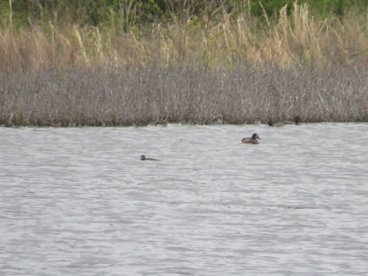 Blue-winged Teal - ML617586894