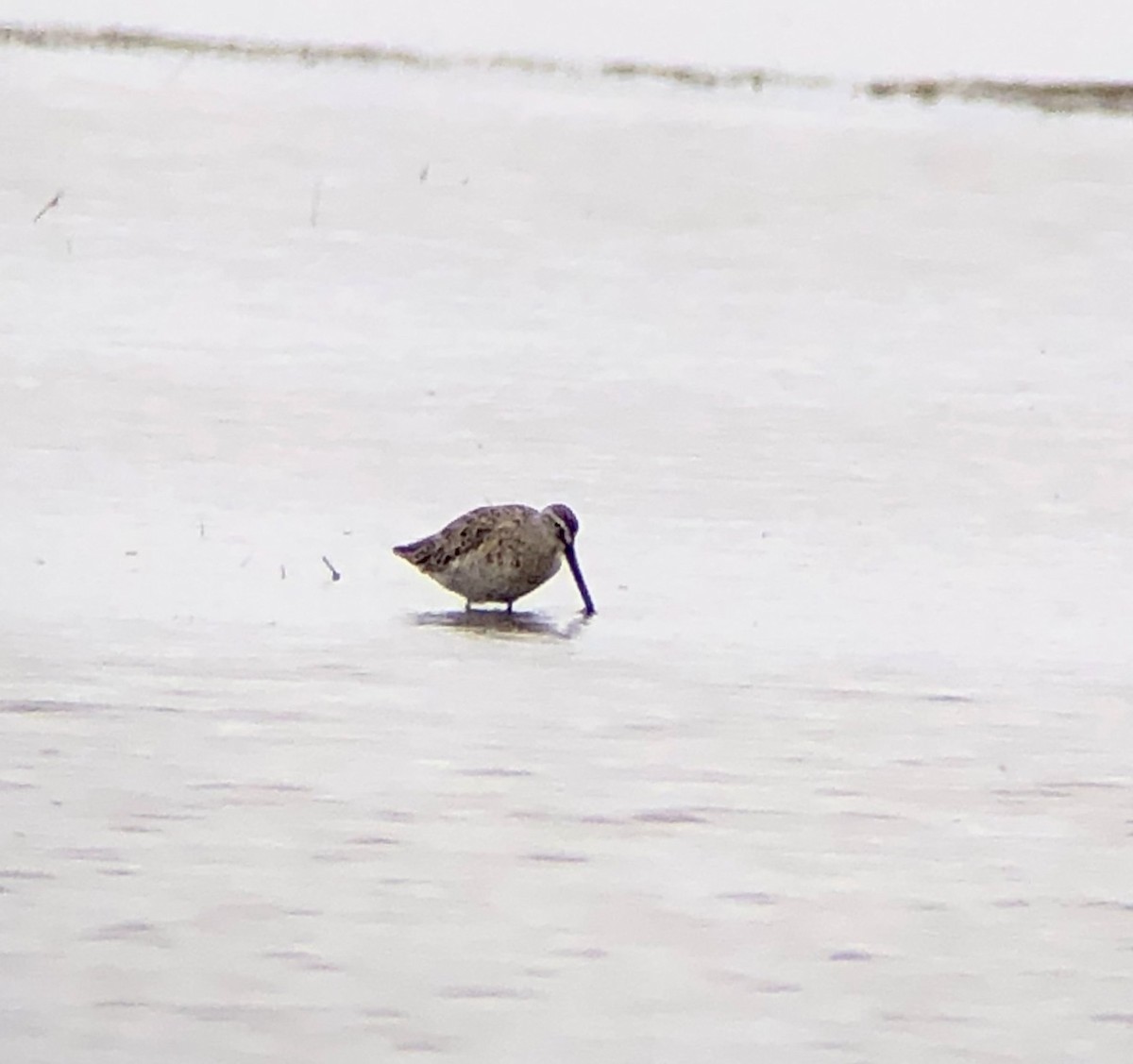 Short-billed Dowitcher - ML617586897