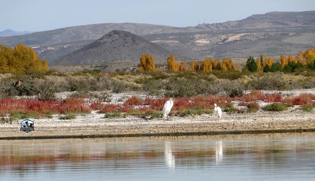 Snowy Egret - Estela  Garrido