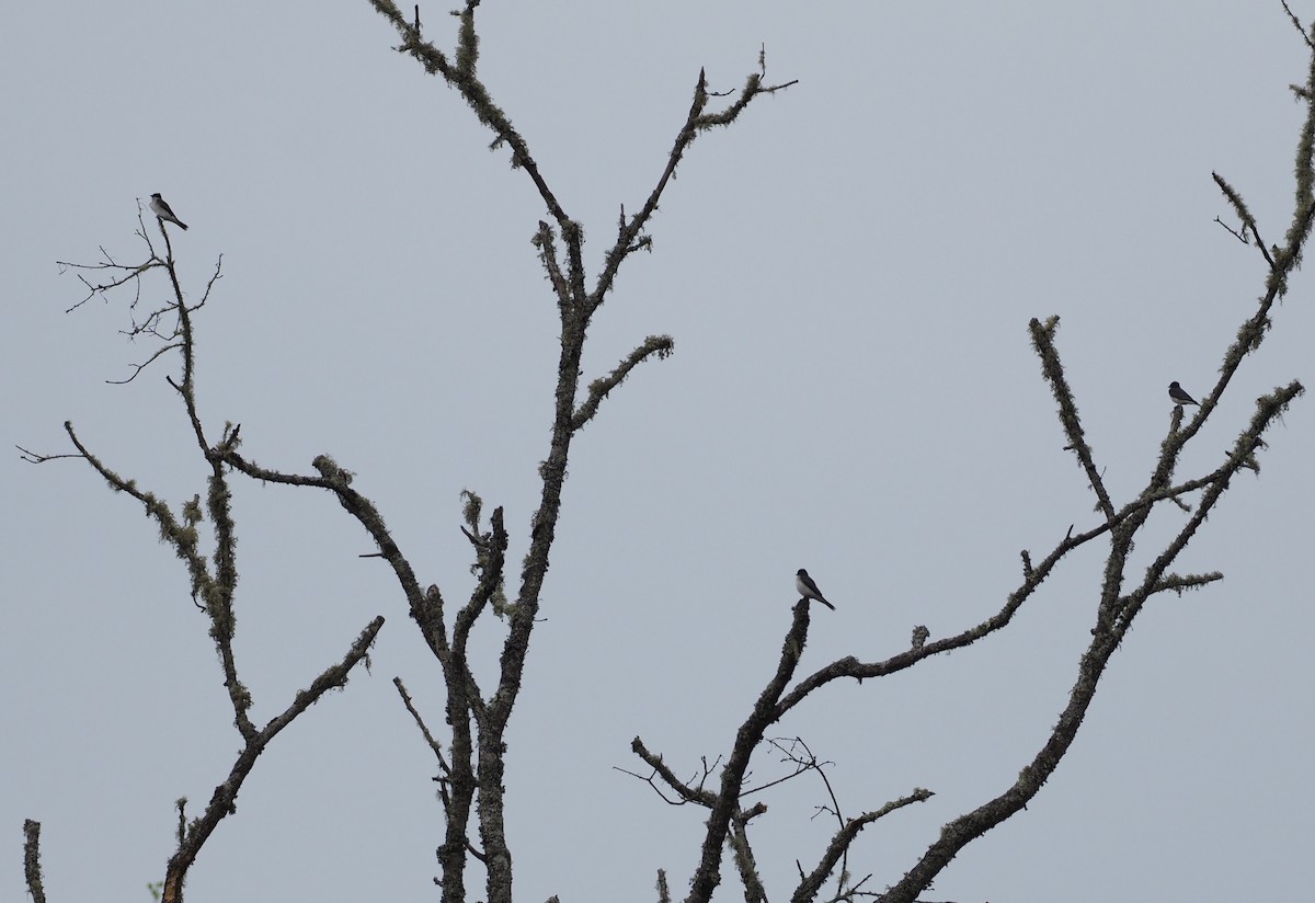 Eastern Kingbird - ML617586917