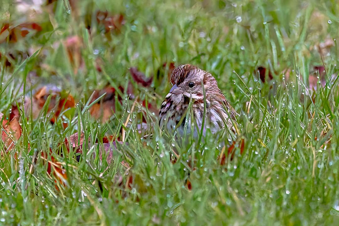 Song Sparrow - ML617586927