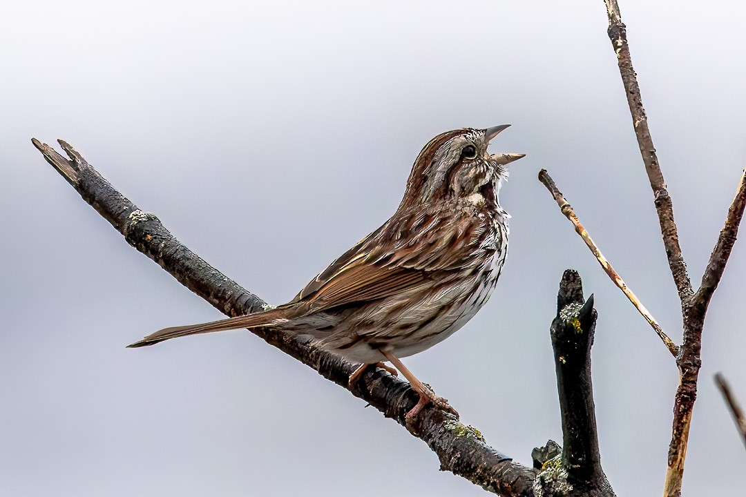 Song Sparrow - ML617586928