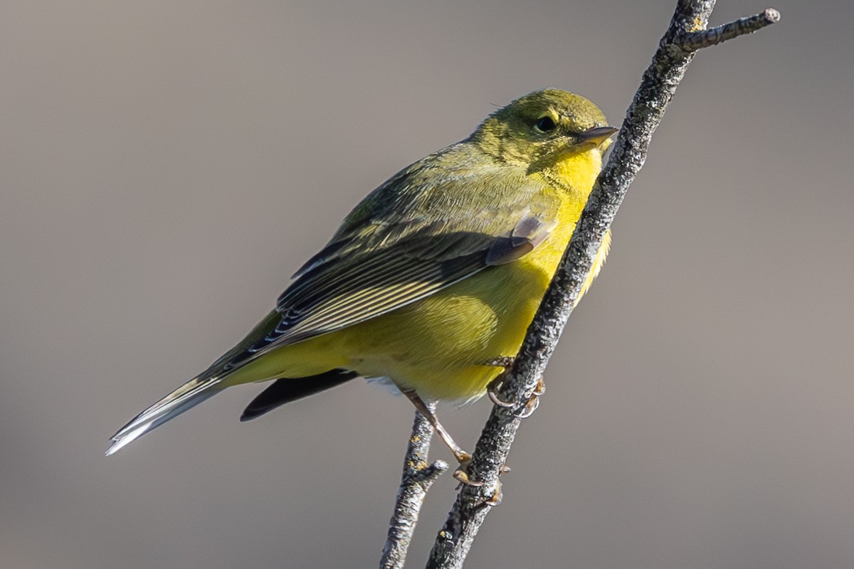 Orange-crowned Warbler - ML617586942