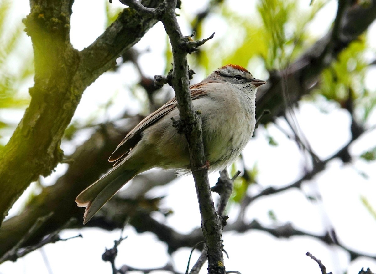 Chipping Sparrow - ML617586944