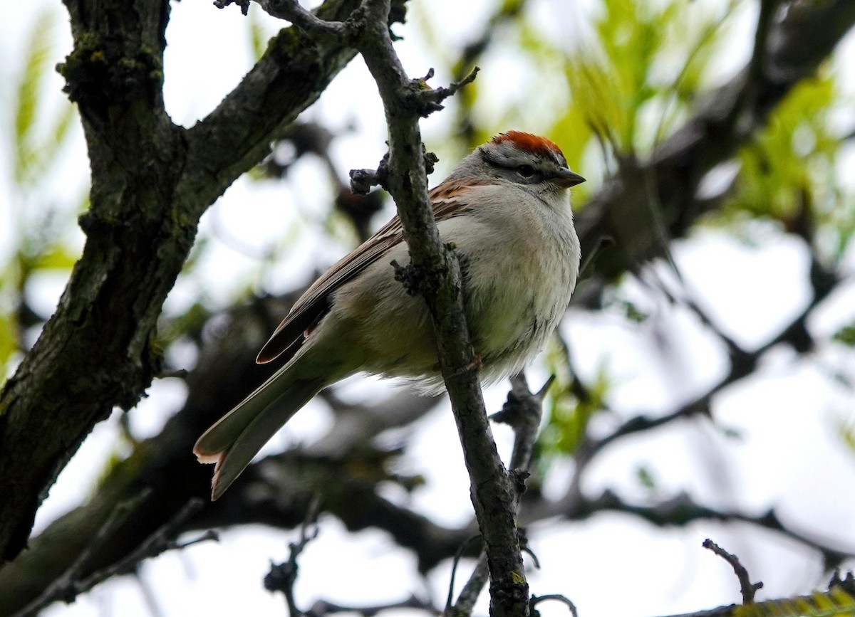 Chipping Sparrow - ML617586946