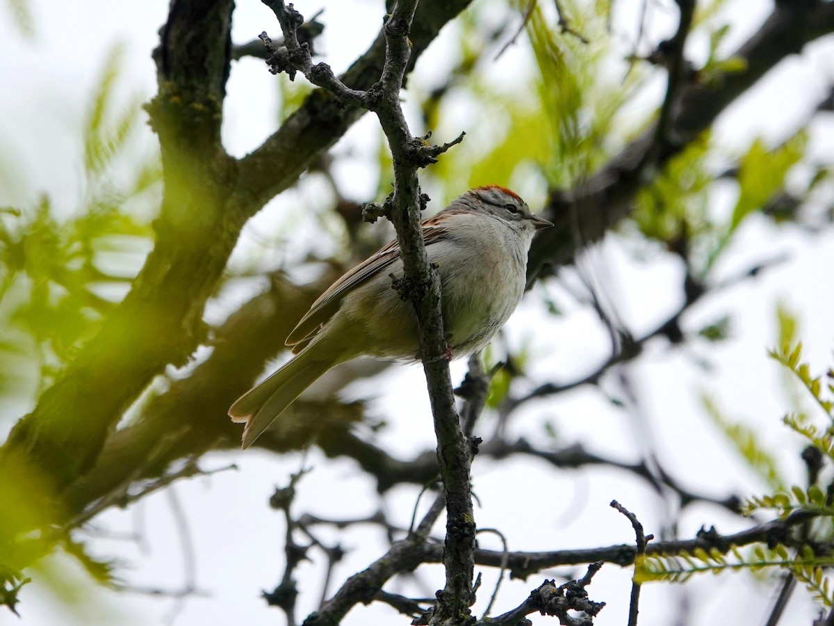 Chipping Sparrow - ML617586947