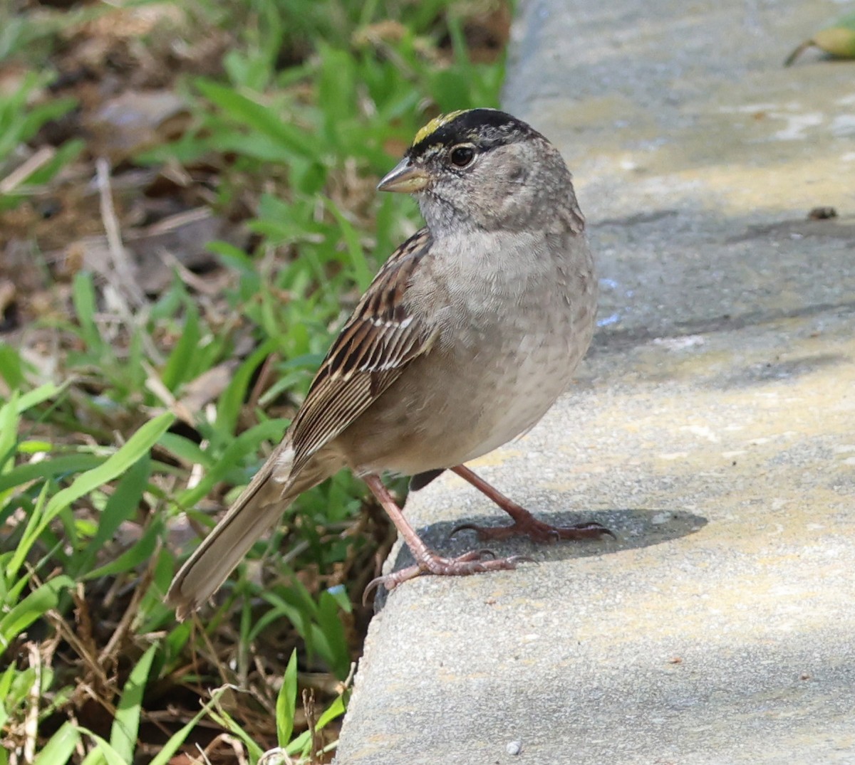 Golden-crowned Sparrow - ML617586983