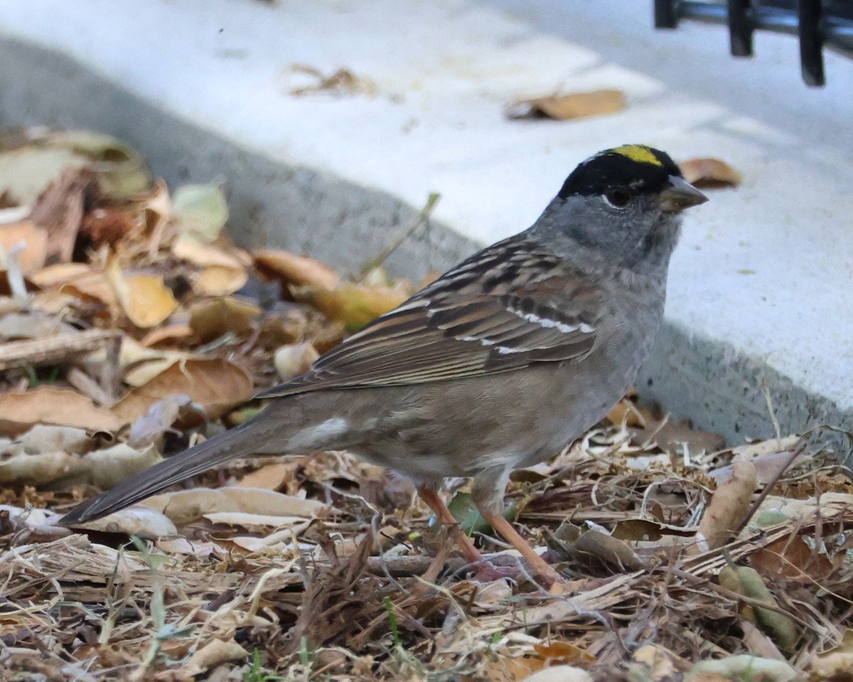 Golden-crowned Sparrow - ML617586984