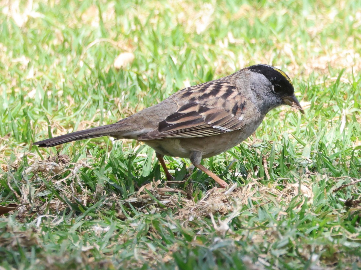 Golden-crowned Sparrow - ML617586985