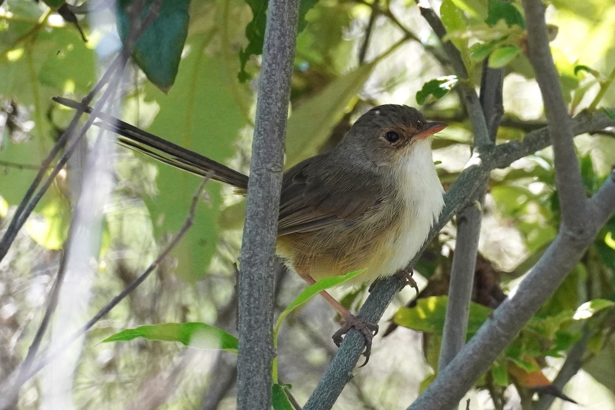 Red-backed Fairywren - Ellany Whelan