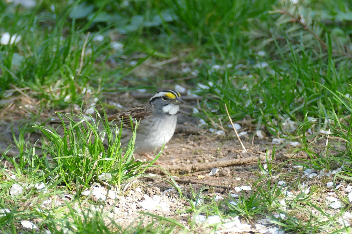 White-throated Sparrow - George Heleker
