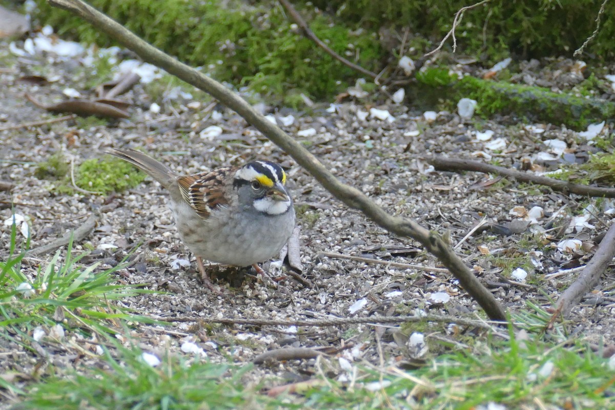 White-throated Sparrow - George Heleker