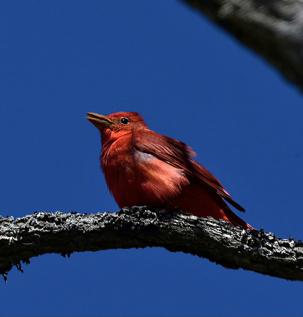 Summer Tanager - Sean Hatch