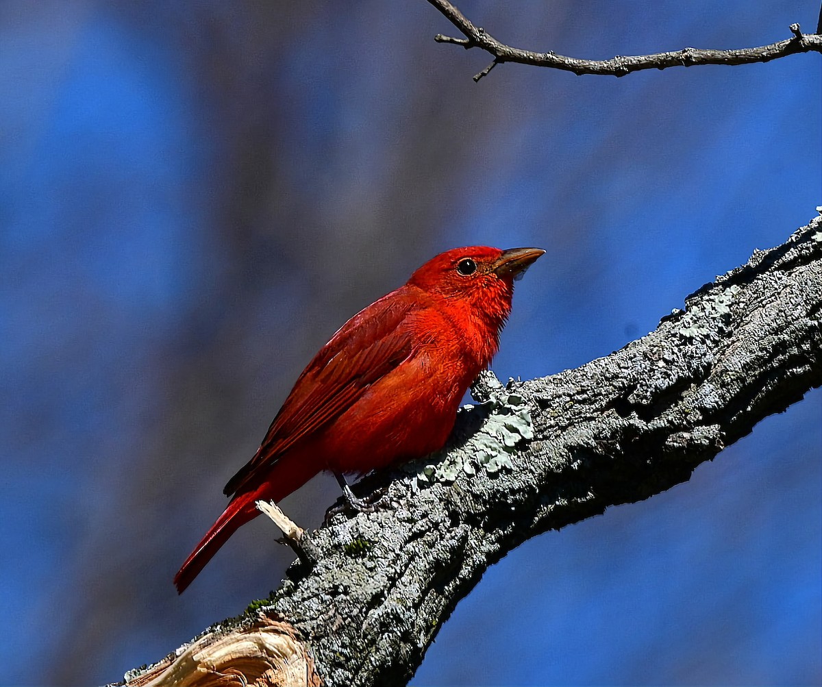 Summer Tanager - Sean Hatch