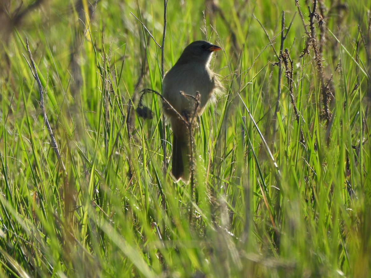 Great Pampa-Finch - Margarita González