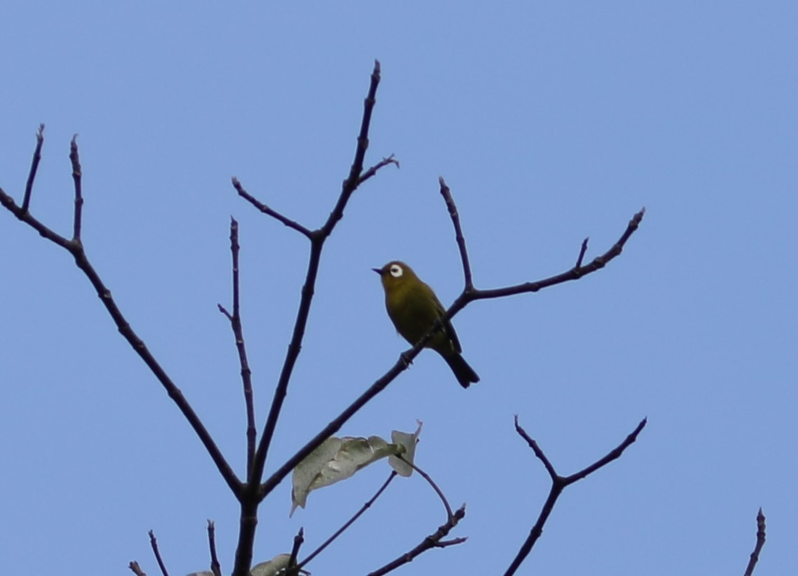Kilimanjaro White-eye - ML617587146