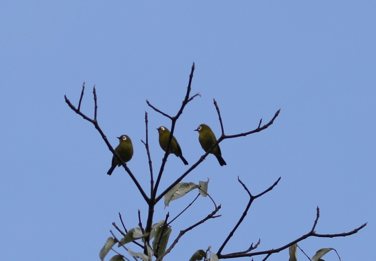 Kilimanjaro White-eye - ML617587147