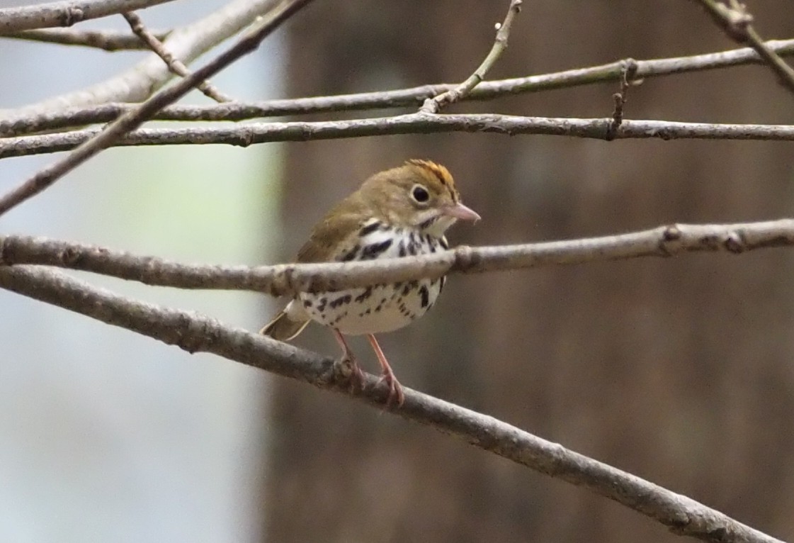 Ovenbird - ML617587174