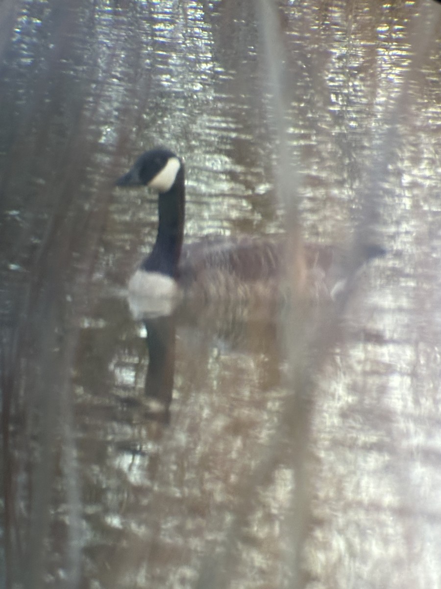 Canada Goose - ML617587204