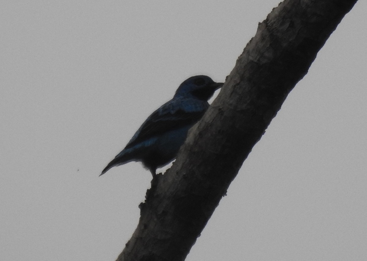 Blue Cotinga - Julio P