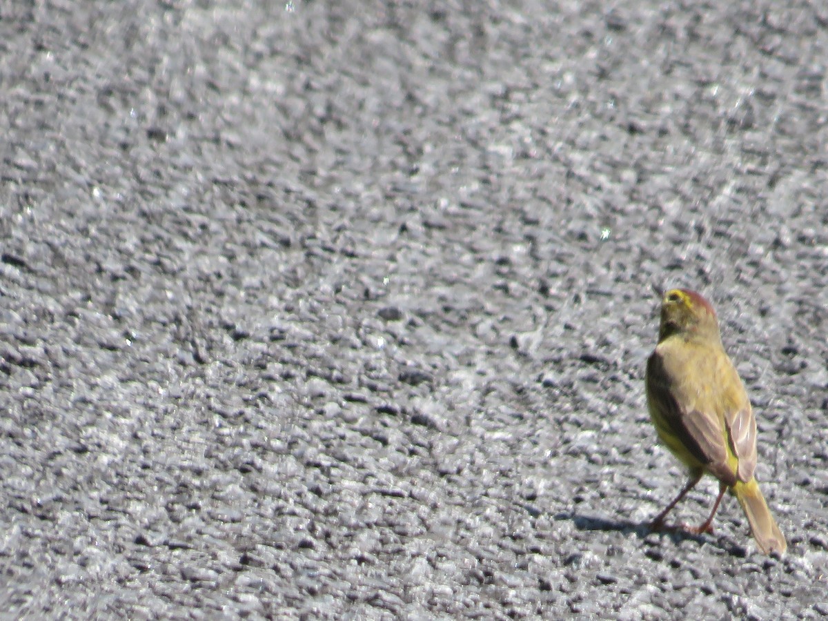 Palm Warbler - ML617587233