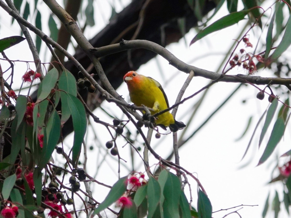Western Tanager - ML617587236