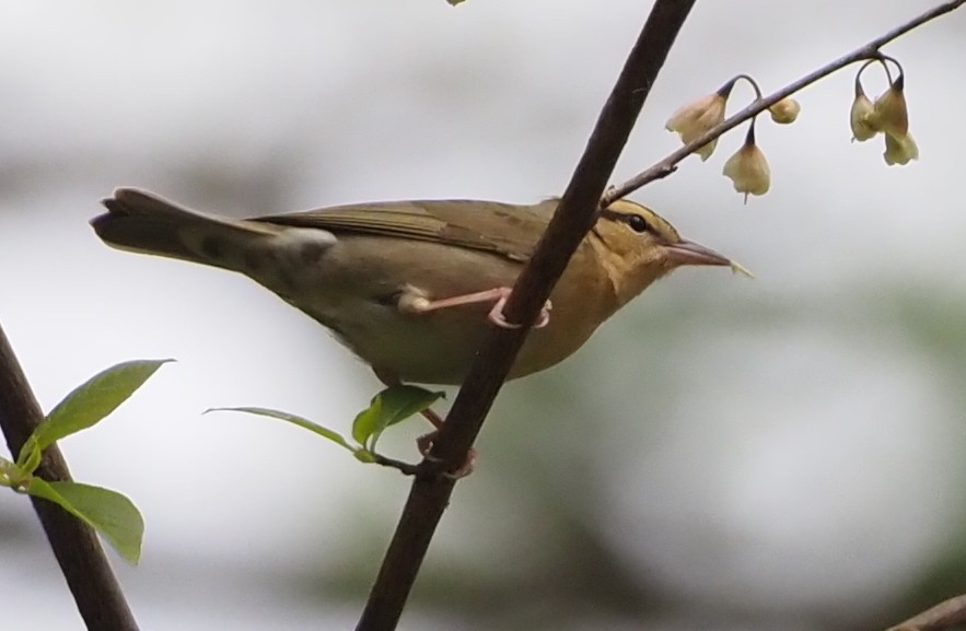 Worm-eating Warbler - ML617587239