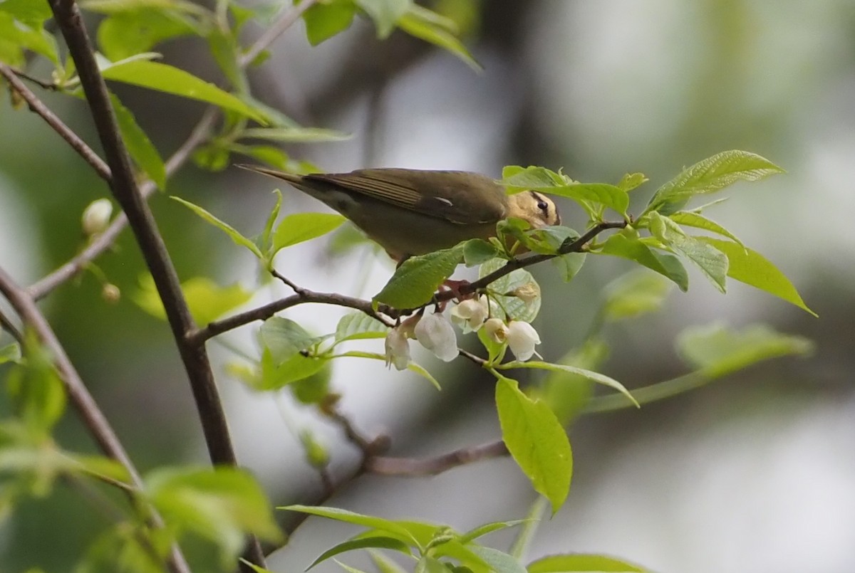 Worm-eating Warbler - ML617587241