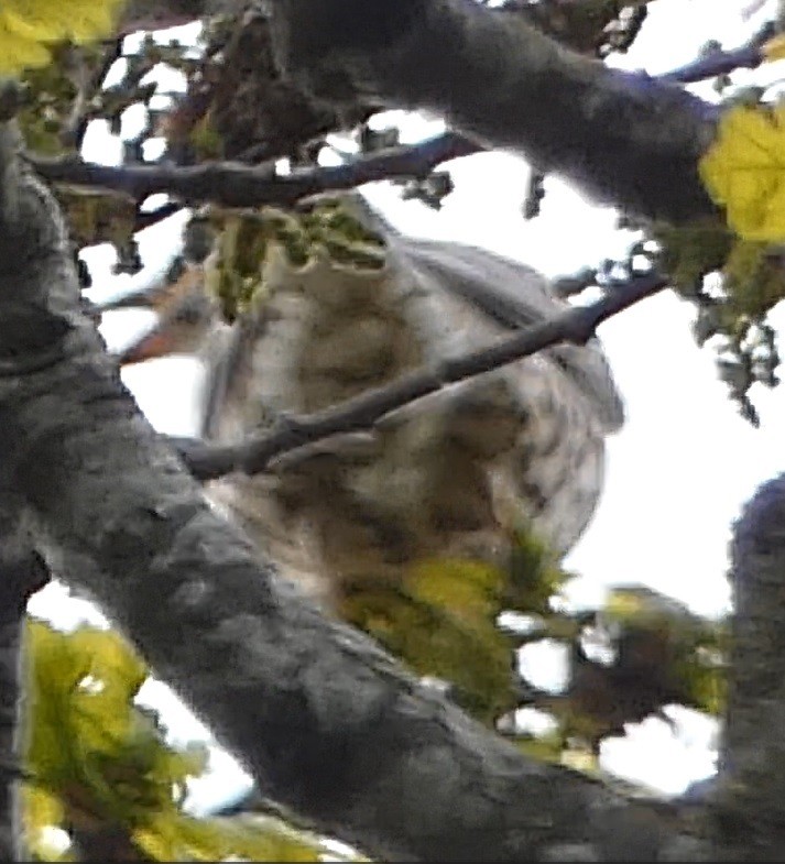 Mistle Thrush - Da Lo