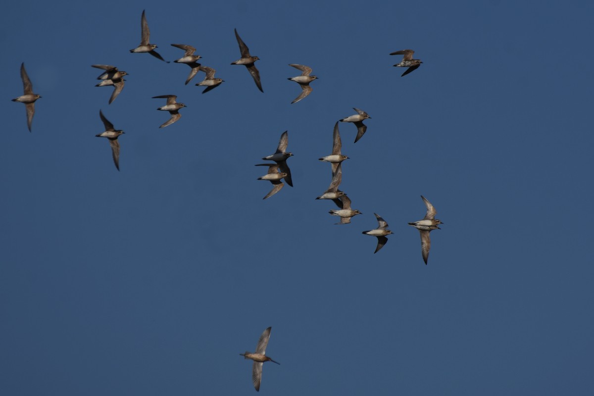 American Golden-Plover - Brandon Caswell