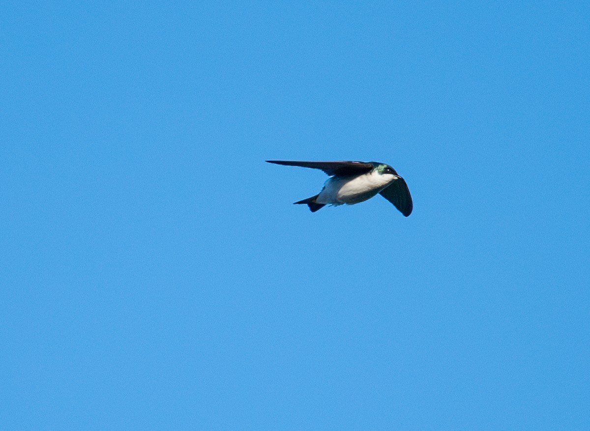 Tree Swallow - francesca pastine