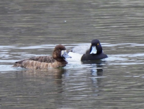 Greater Scaup - ML617587346