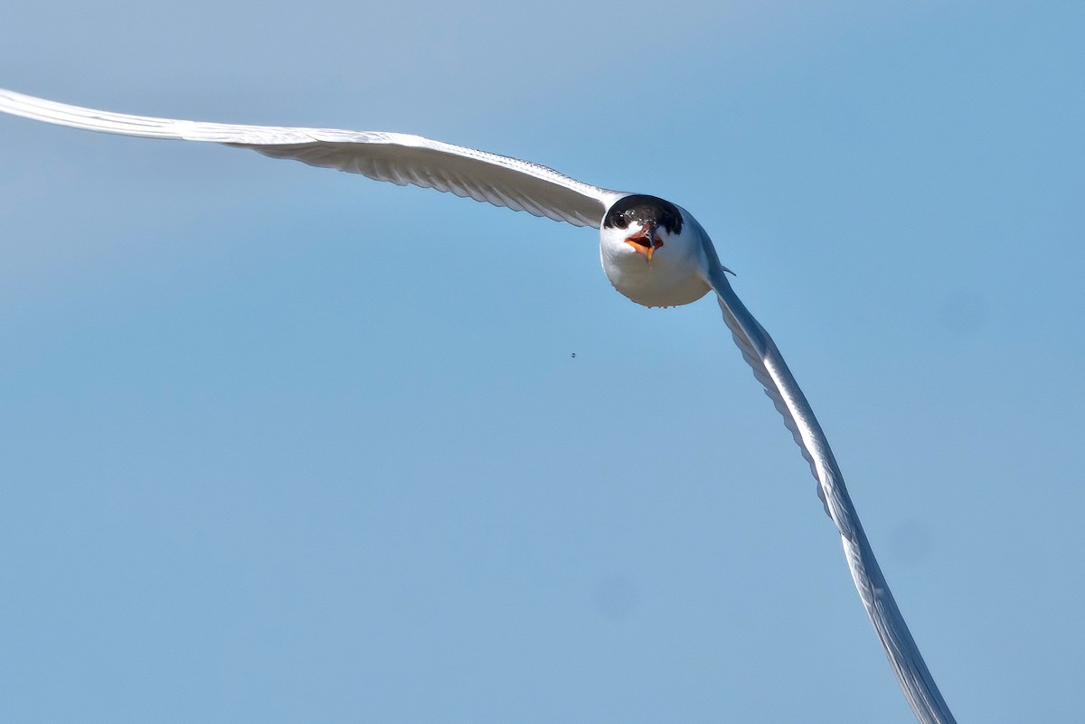 Forster's Tern - Mike Guard