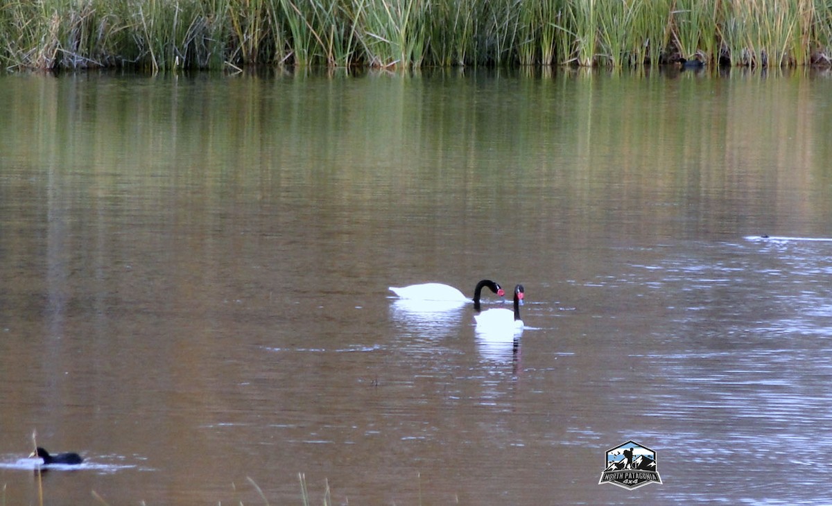 Black-necked Swan - Estela  Garrido