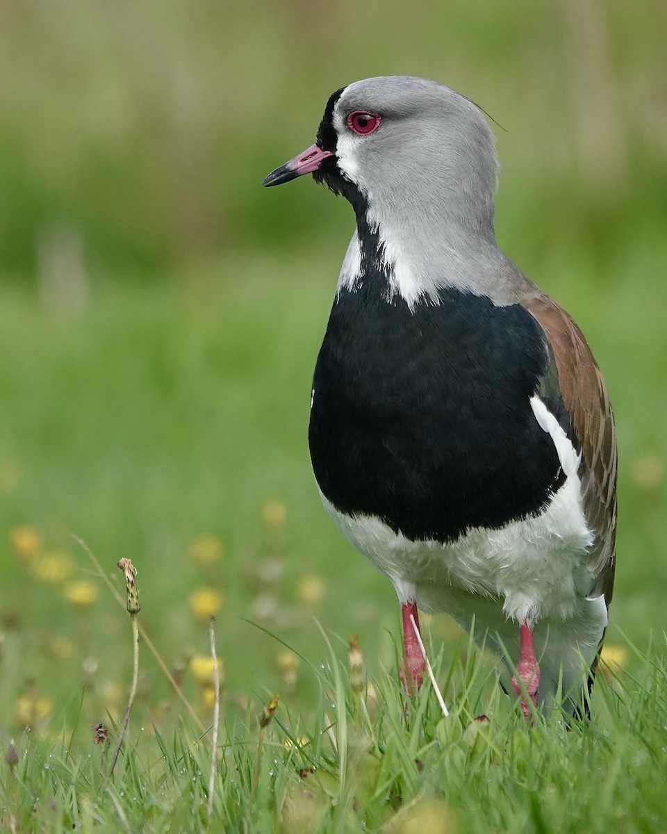 Southern Lapwing - ML617587422